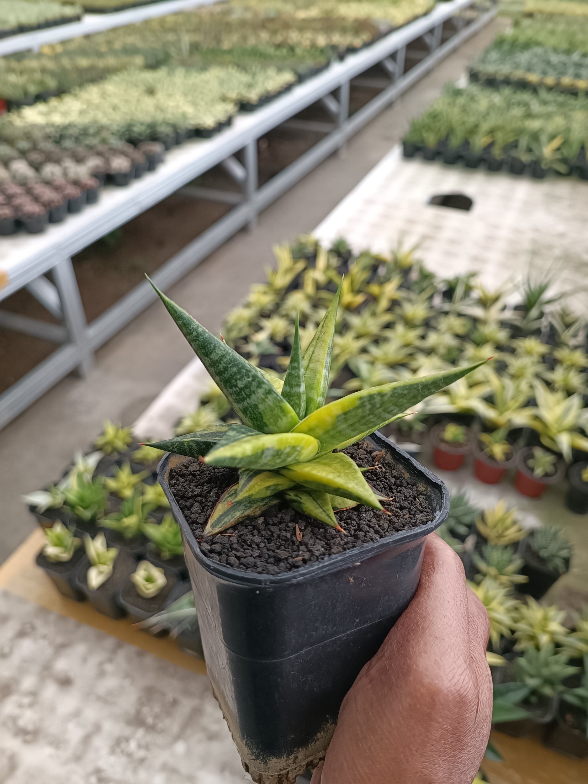 2303. Sansevieria Blorong Variegated size 10 cm - Image 2