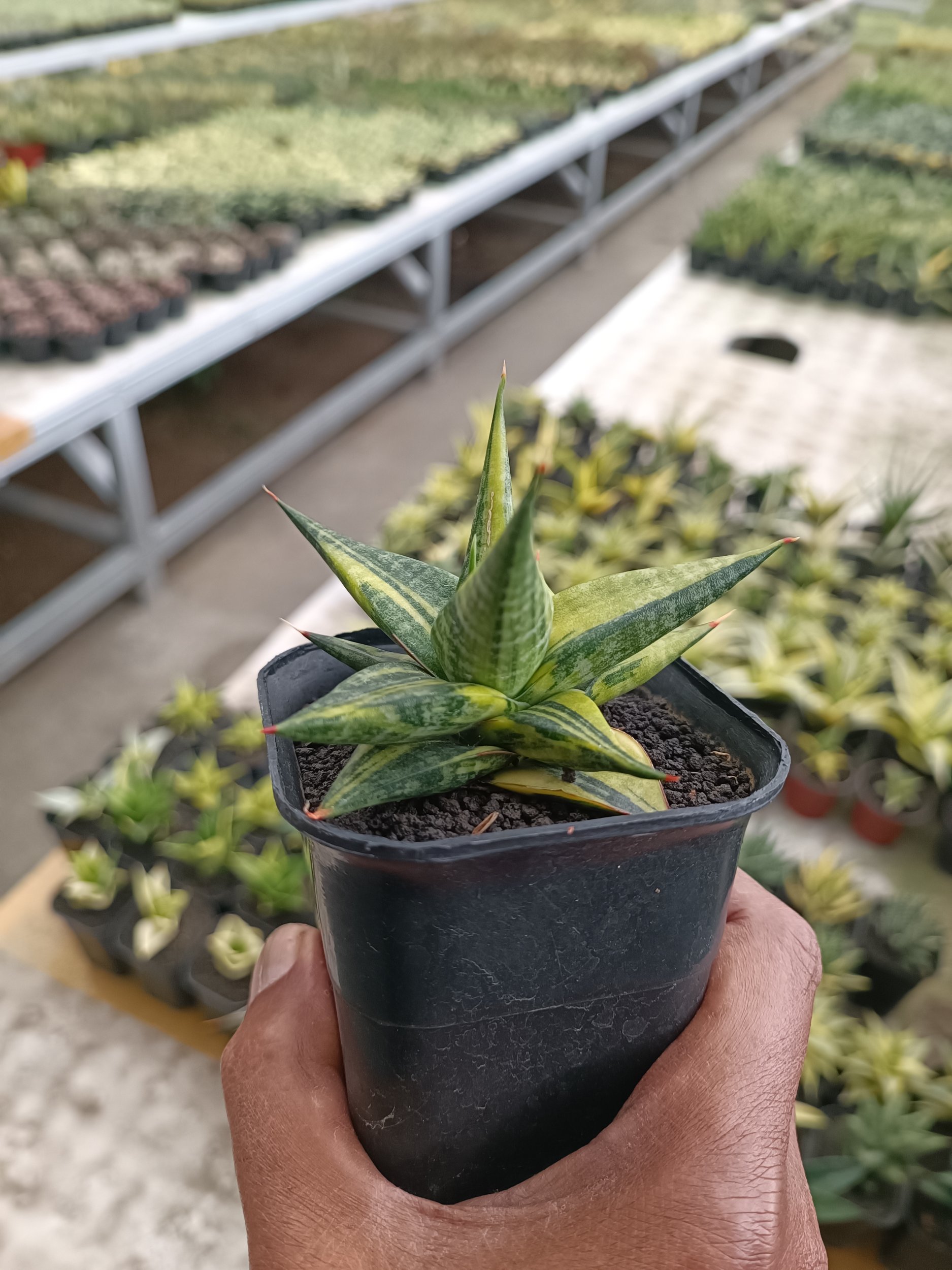 2303. Sansevieria Blorong Variegated size 10 cm - Image 3