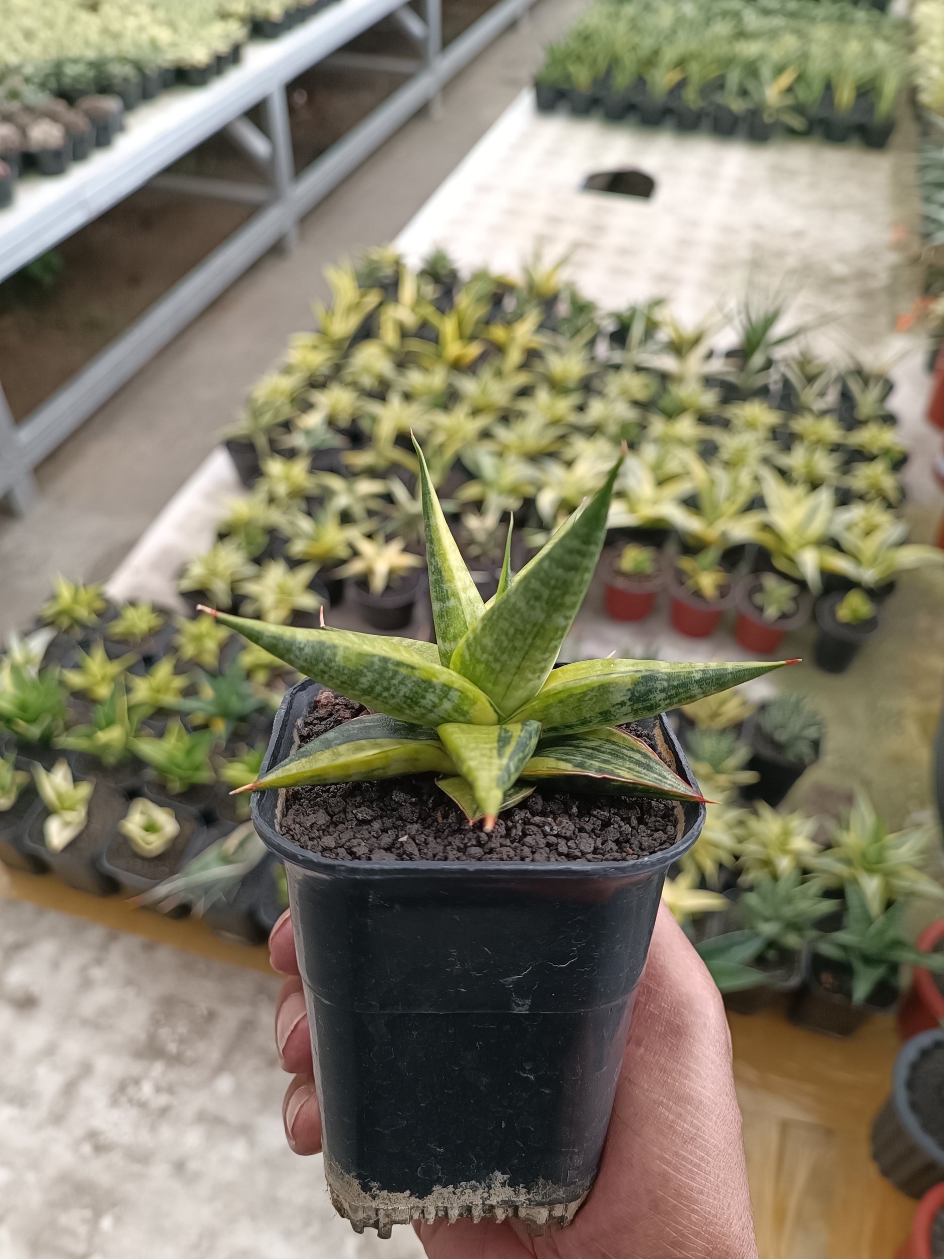 2303. Sansevieria Blorong Variegated size 10 cm - Image 4