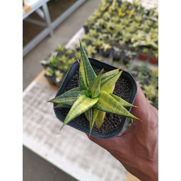 2303. Sansevieria Blorong Variegated size 10 cm