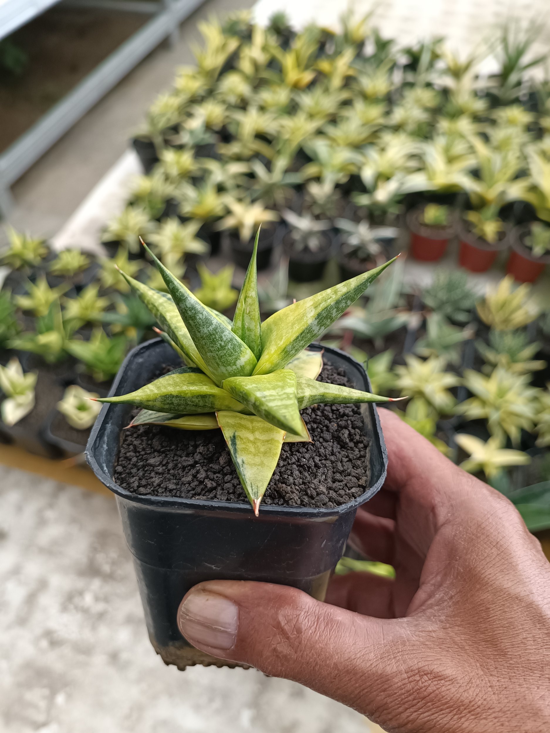 2303. Sansevieria Blorong Variegated size 10 cm - Image 6