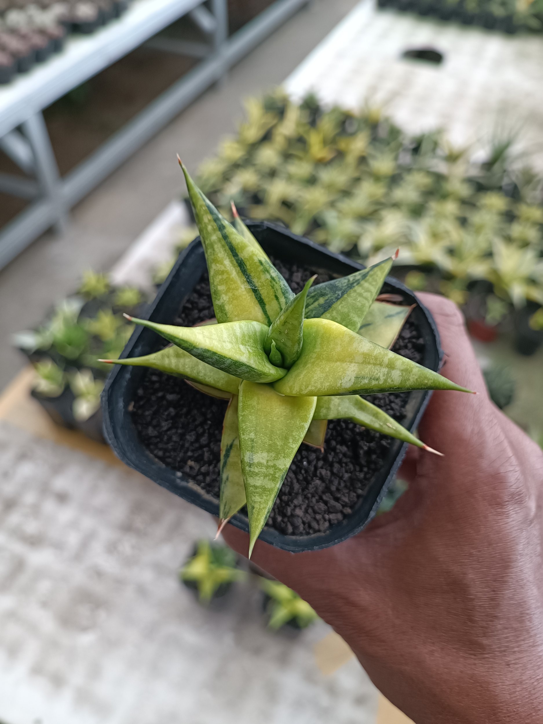 2303. Sansevieria Blorong Variegated size 10 cm - Image 8