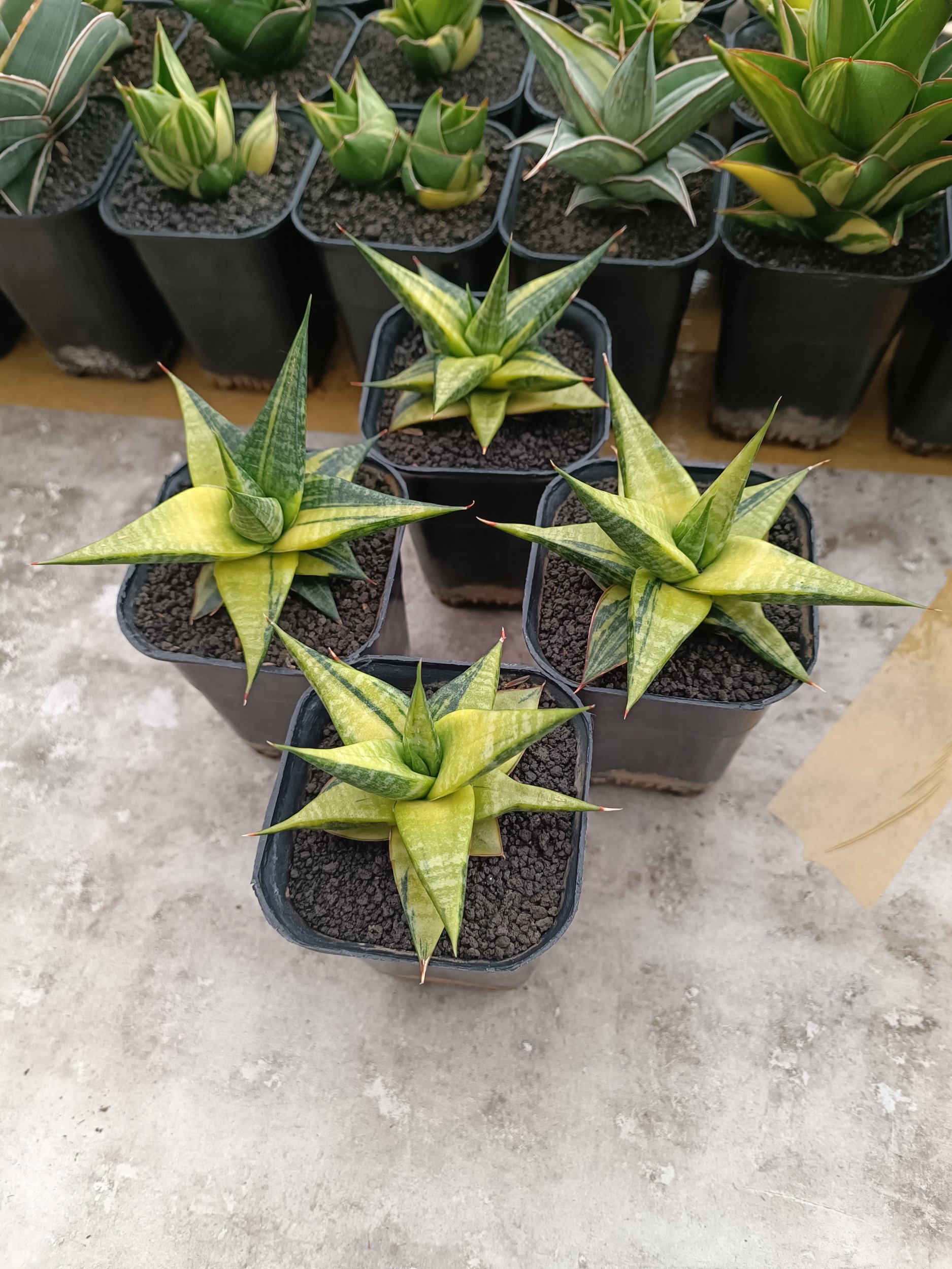 2303. Sansevieria Blorong Variegated size 10 cm - Image 9