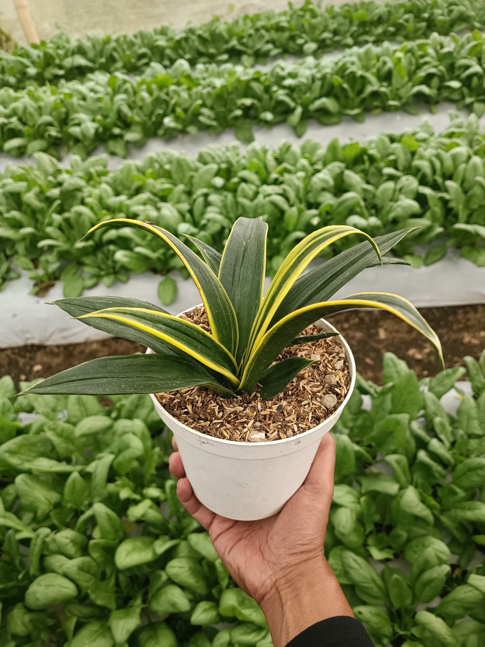2338. Sansevieria Blqck Flame Mutation - Image 3