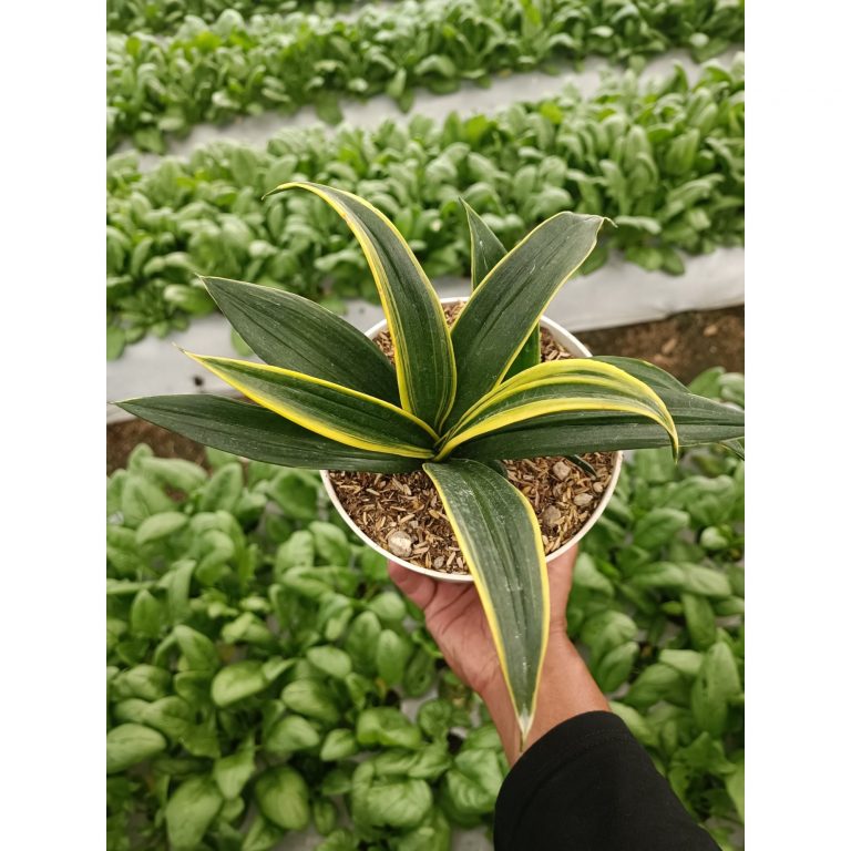 2338. Sansevieria Blqck Flame Mutation