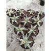 1956. Sansevieria Blue Clone White Variegated Size 10 Cm 10 Pcs