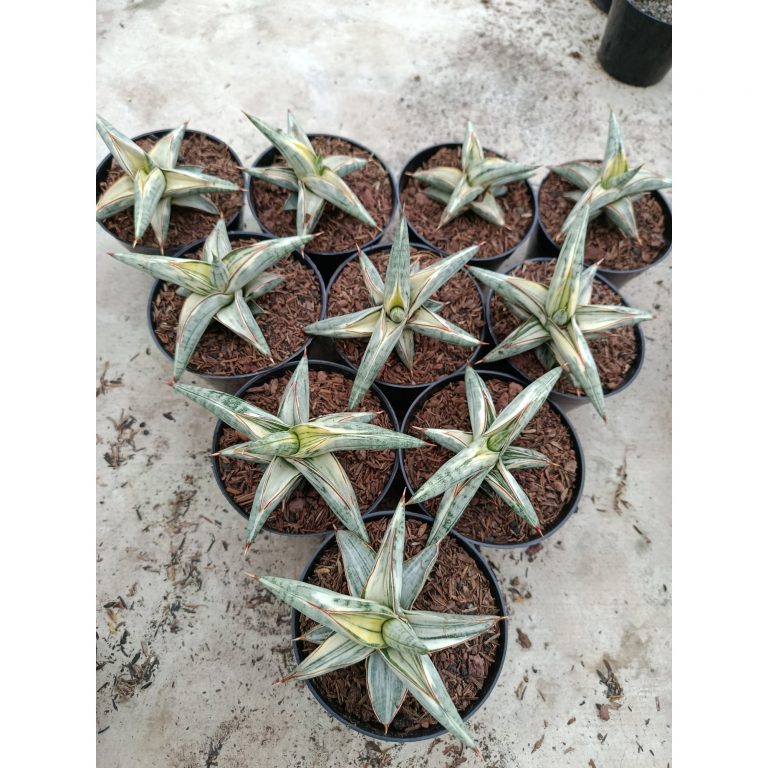 1956. Sansevieria Blue Clone White Variegated Size 10 Cm 10 Pcs