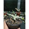 1871. Sansevieria Blue Clone White Variegated