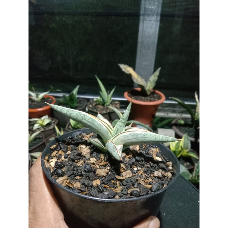 1871. Sansevieria Blue Clone White Variegated