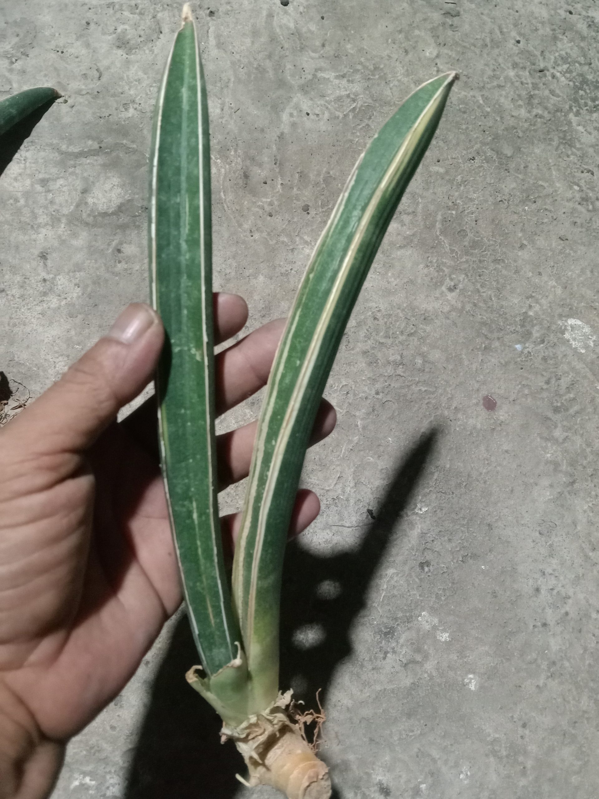 1909. Sansevieria Bluebat Varigated - Image 3