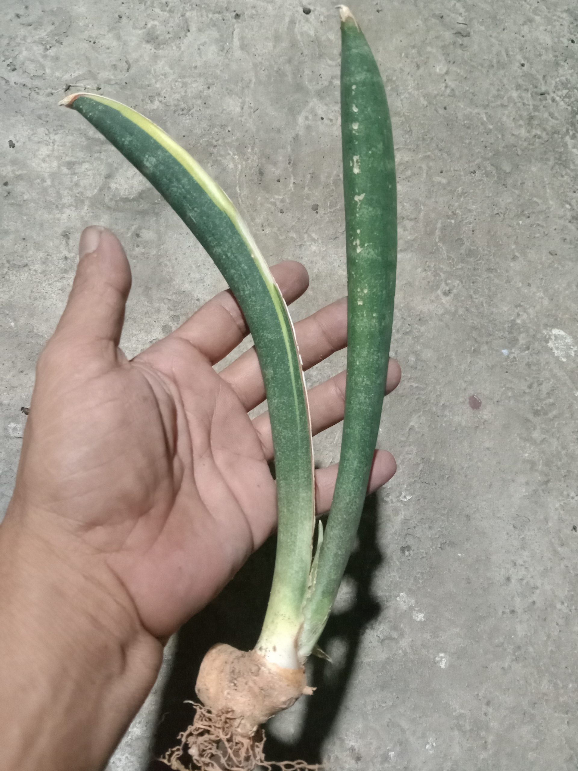 1909. Sansevieria Bluebat Varigated - Image 2