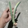 1909. Sansevieria Bluebat Varigated