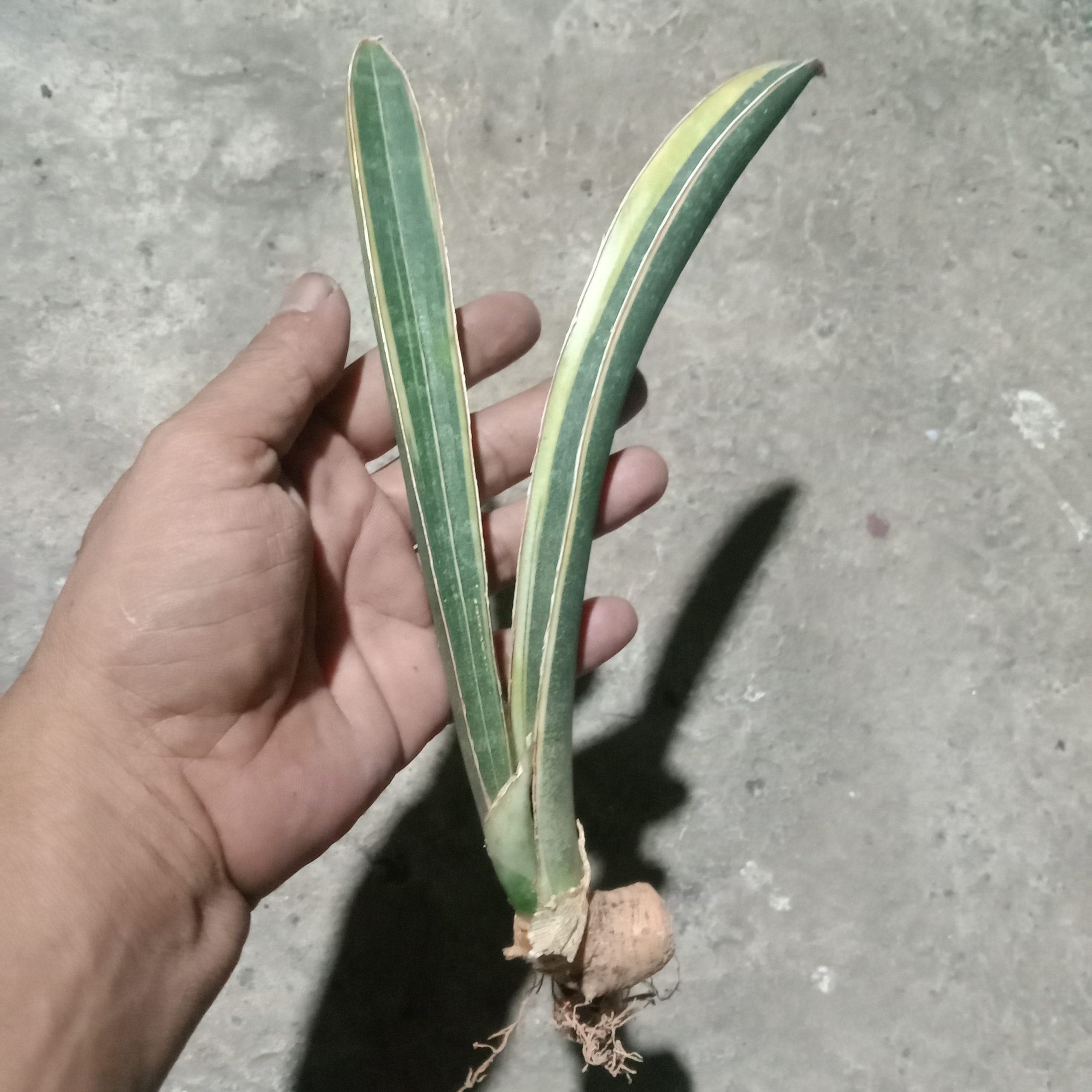 1909. Sansevieria Bluebat Varigated