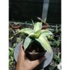 1849. Sansevieria Blueleaf Variegated Medium Size