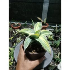 1849. Sansevieria Blueleaf Variegated Medium Size