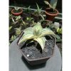 1848. Sansevieria Blueleaf Variegated Small