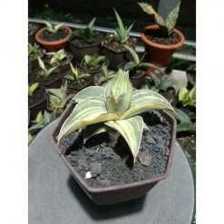 1848. Sansevieria Blueleaf Variegated Small