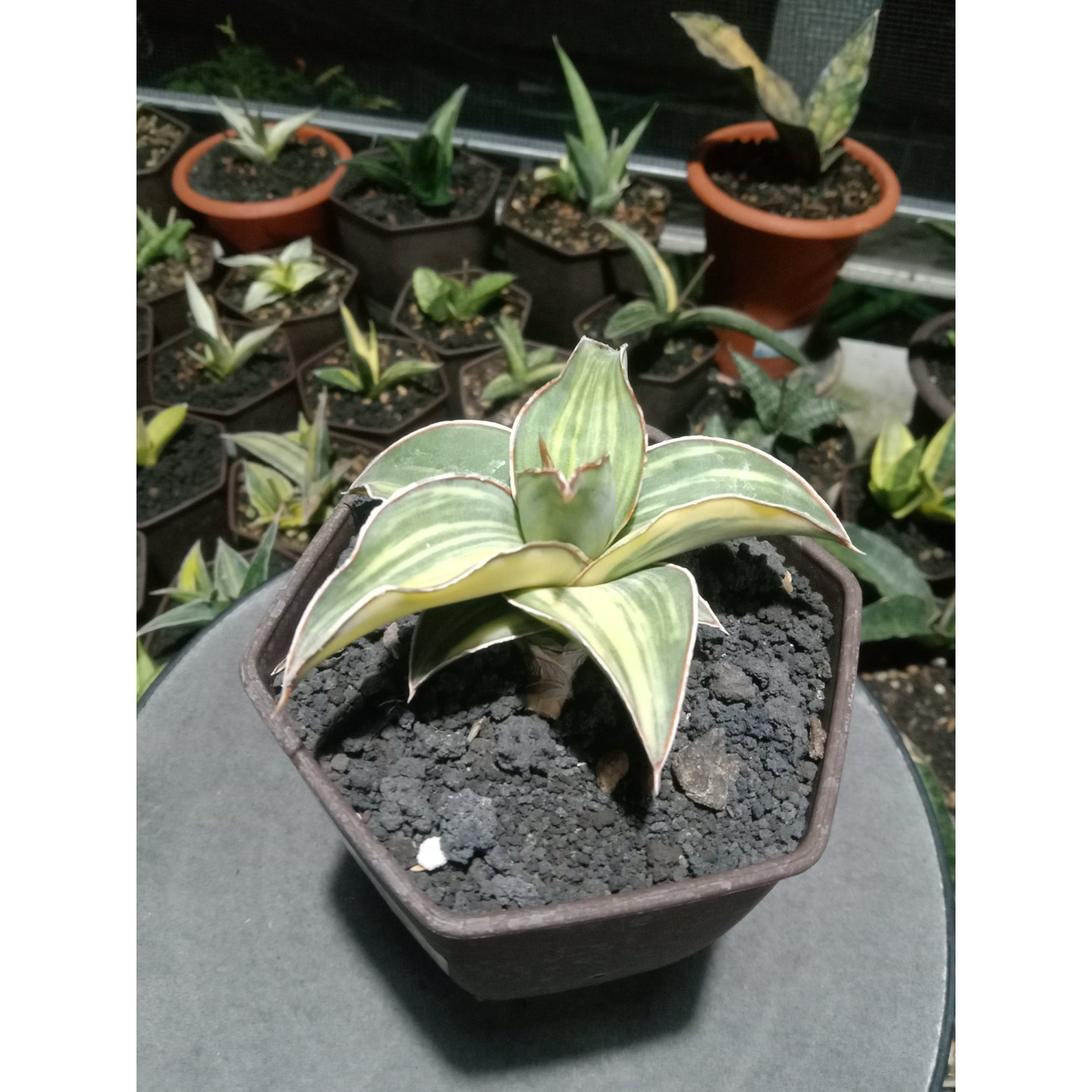 1848. Sansevieria Blueleaf Variegated Small