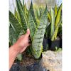 1752. Sansevieria Blurry White Spot