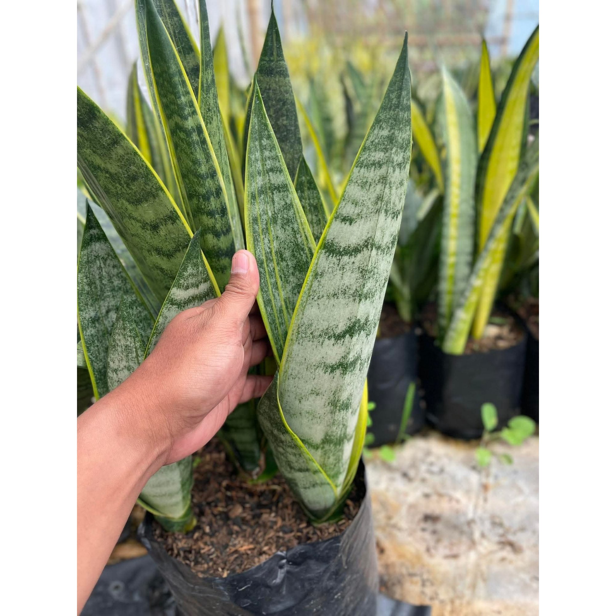 1752. Sansevieria Blurry White Spot
