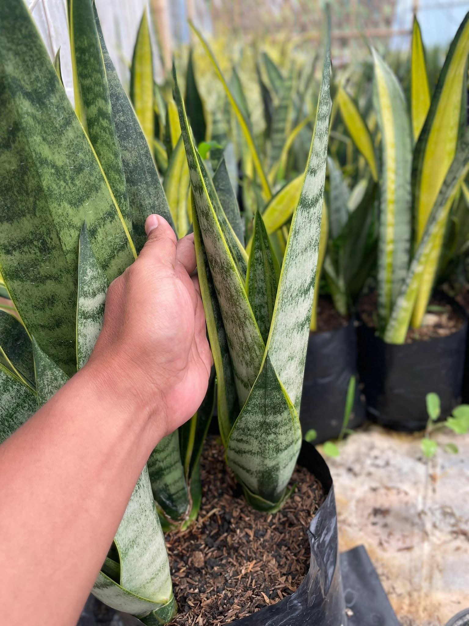 1752. Sansevieria Blurry White Spot - Image 2