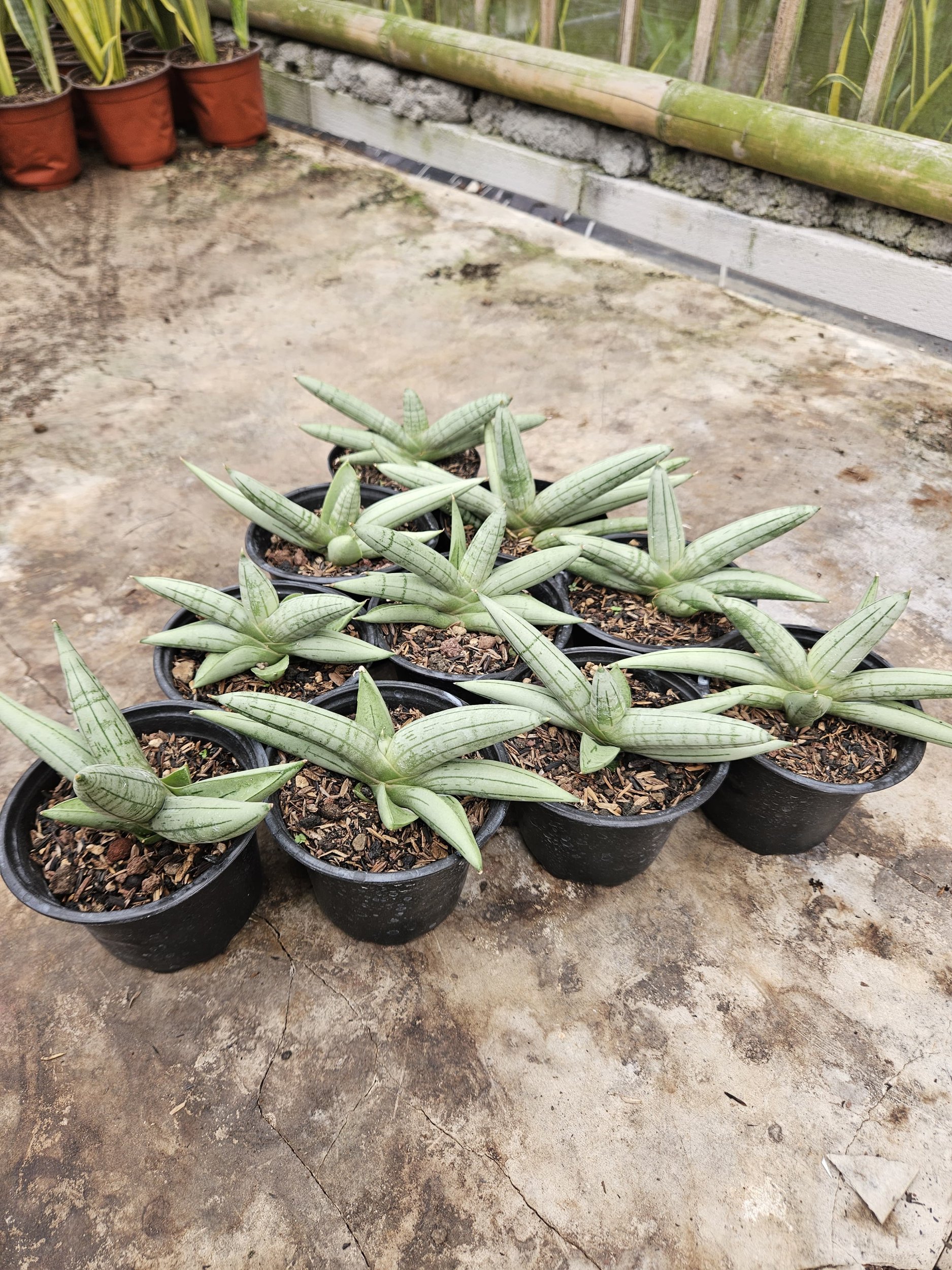 2242. Sansevieria Boncel Platinum Croos - Image 2