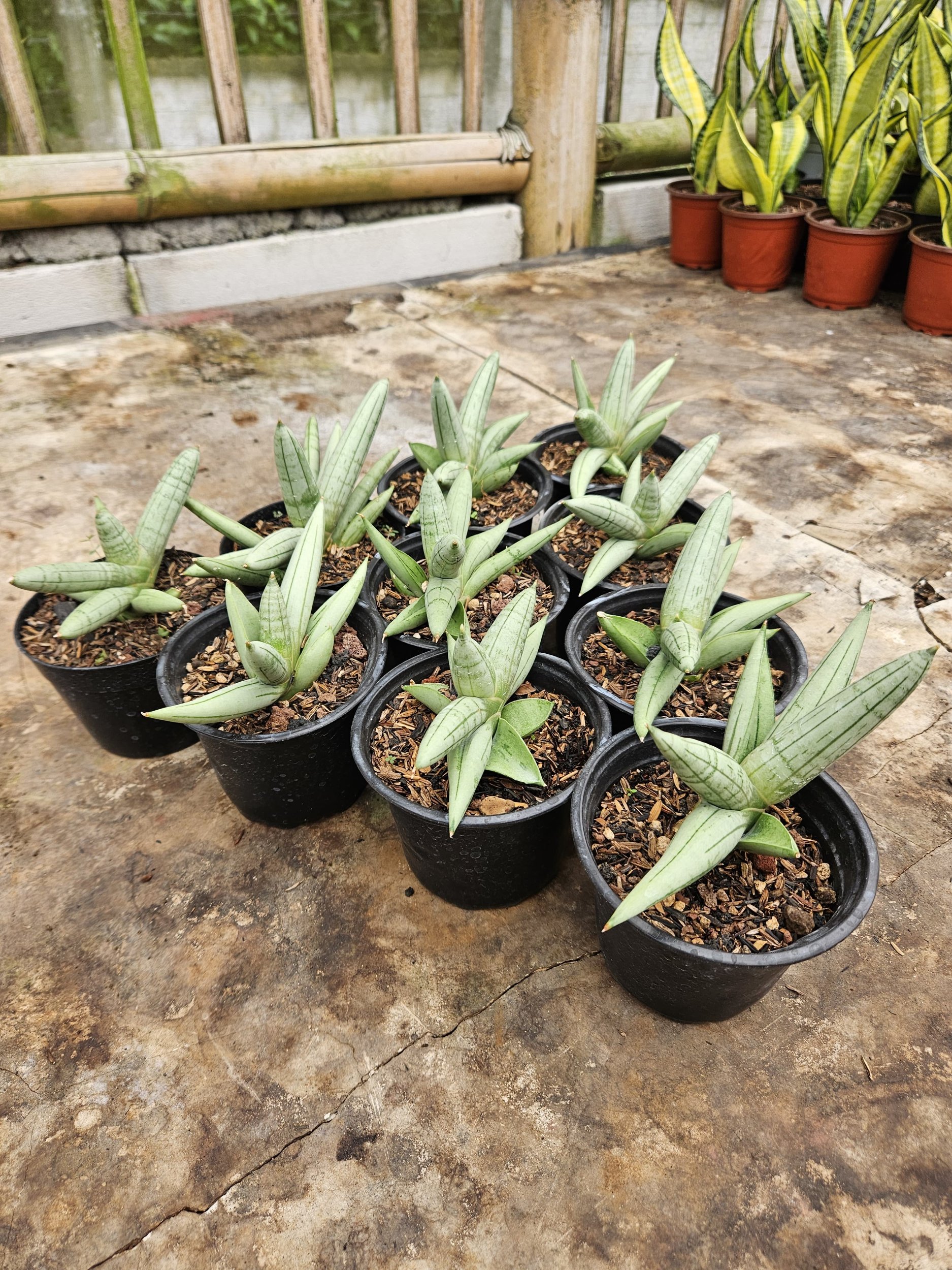 2242. Sansevieria Boncel Platinum Croos - Image 3