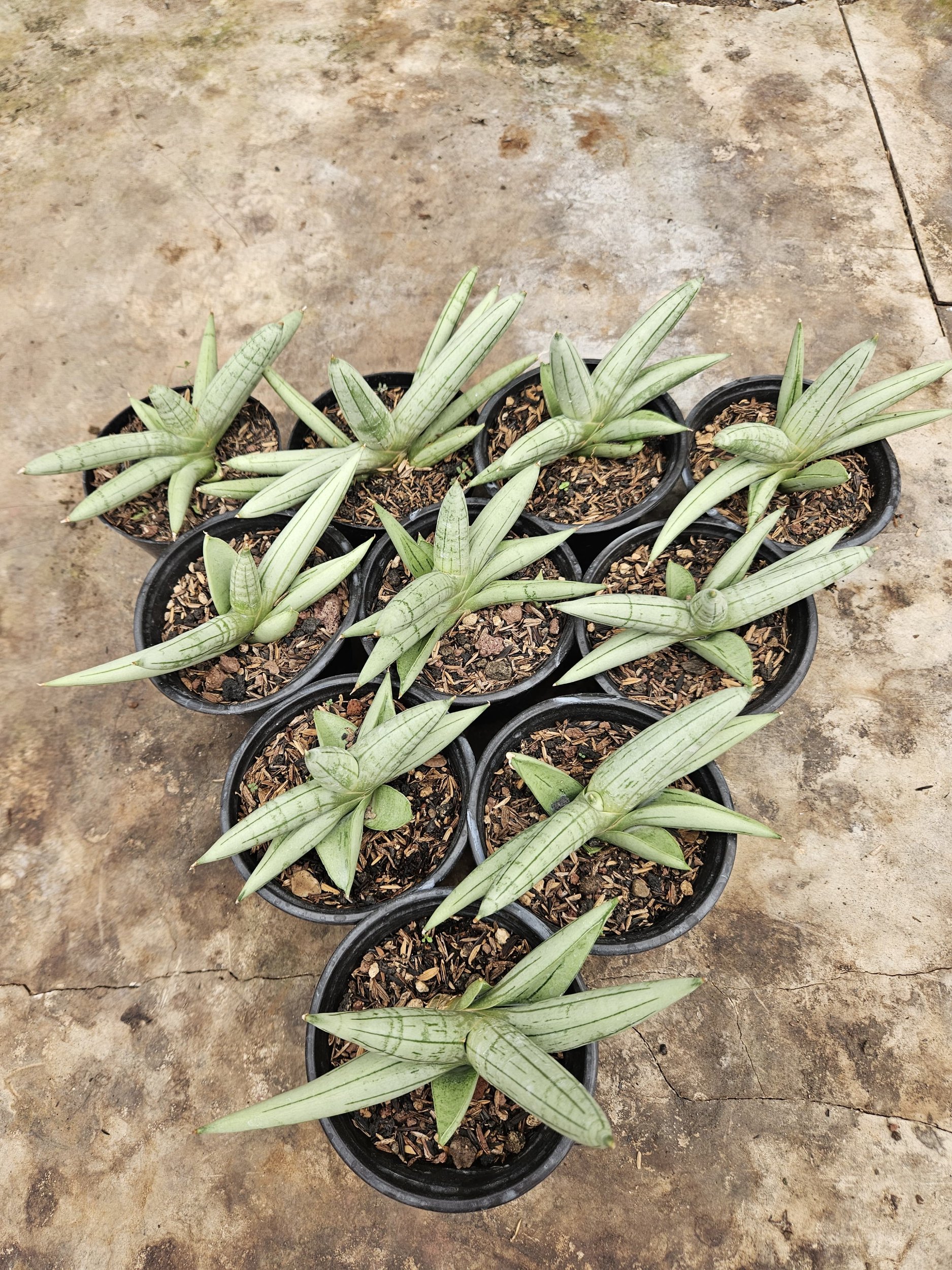 2242. Sansevieria Boncel Platinum Croos - Image 4