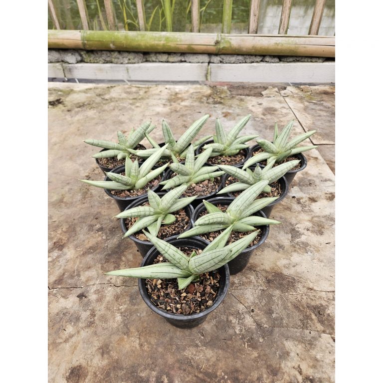2242. Sansevieria Boncel Platinum Croos