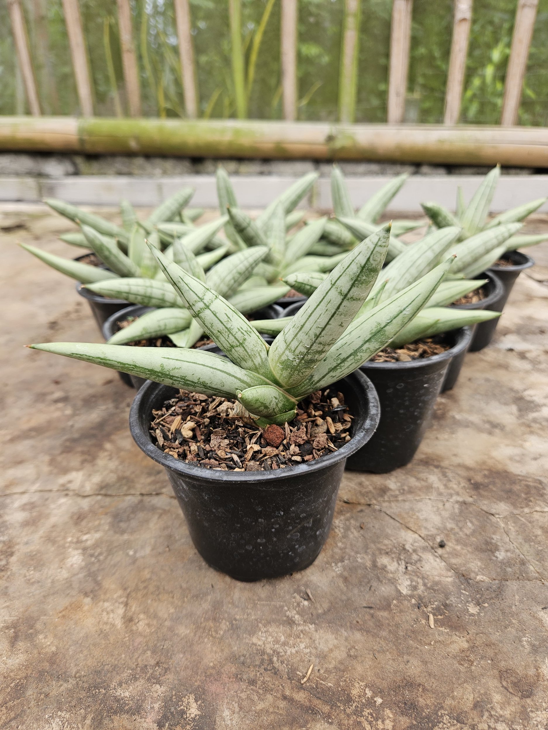 2242. Sansevieria Boncel Platinum Croos - Image 5
