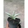 1883. Sansevieria Boncel Platinum Cross