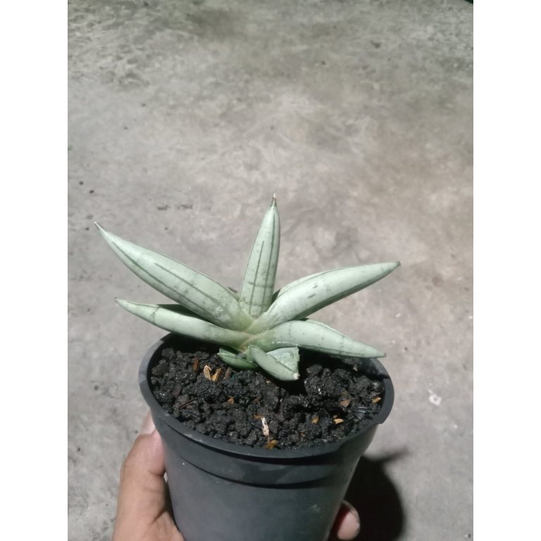 1883. Sansevieria Boncel Platinum Cross