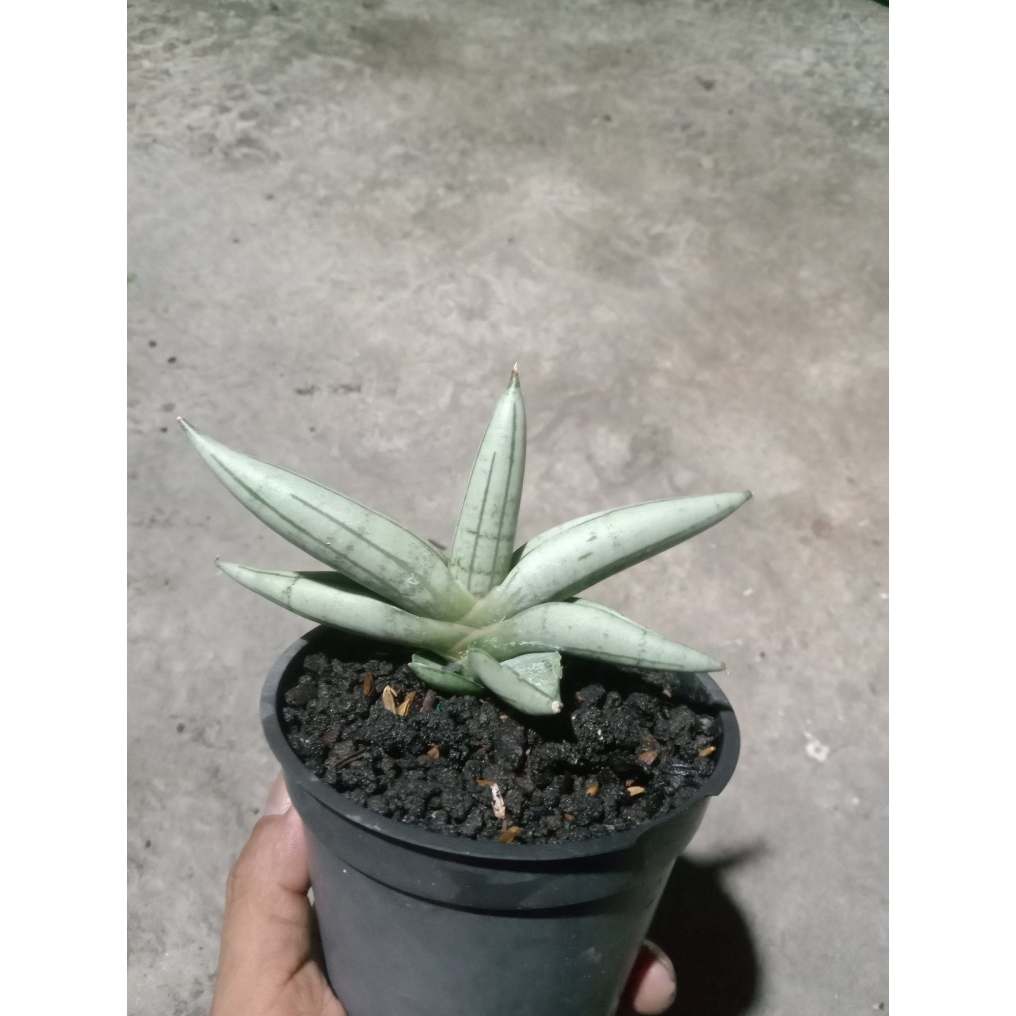 1883. Sansevieria Boncel Platinum Cross