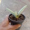 2238. Sansevieria Boncel Platinum( Plain)