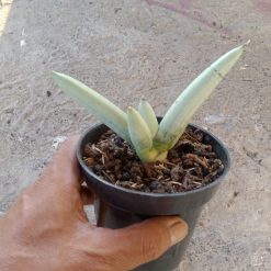 2238. Sansevieria Boncel Platinum( Plain)