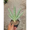 2324. Sansevieria Boncel Pot 15