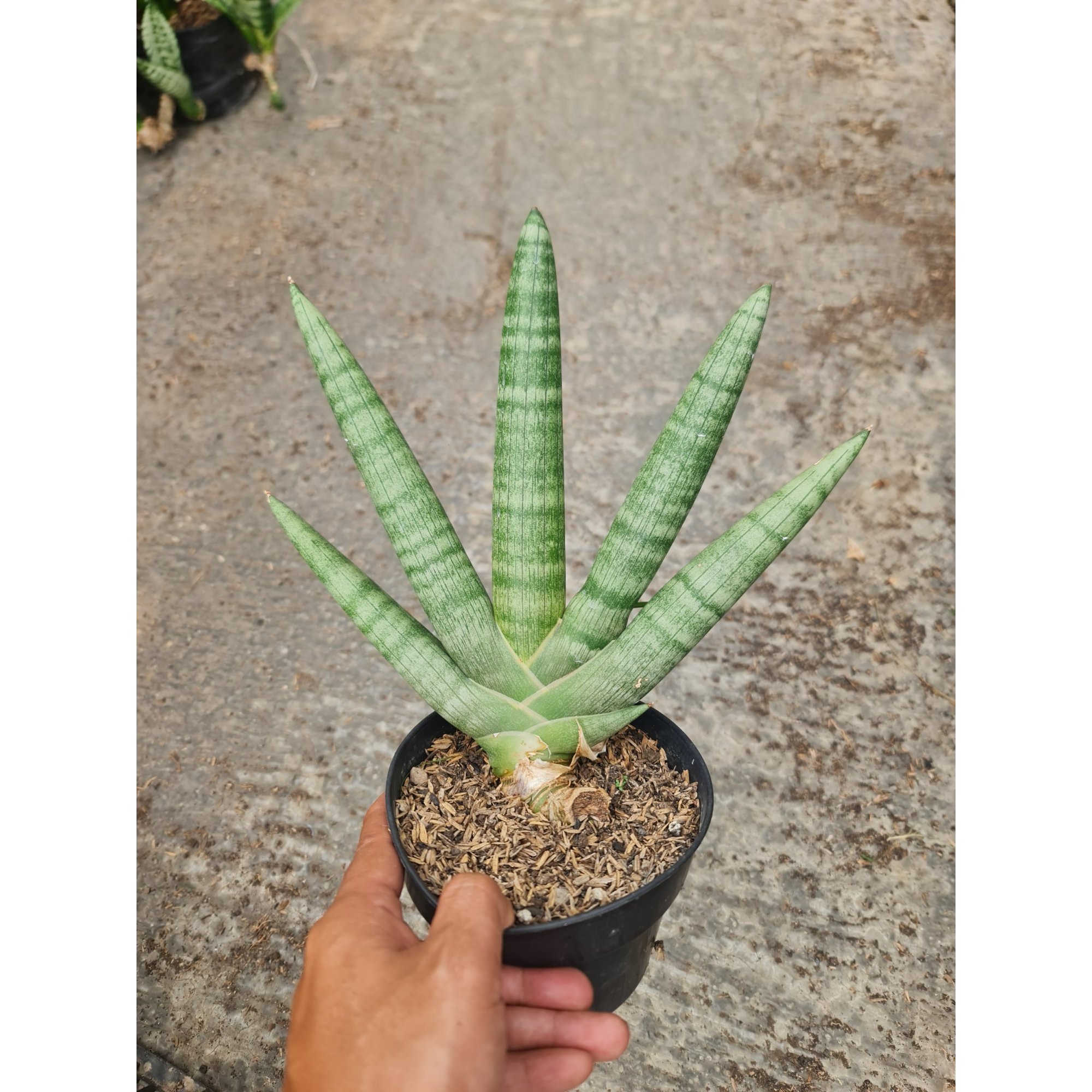 2324. Sansevieria Boncel Pot 15