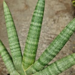 Alternative view of 2324. Sansevieria Boncel Pot 15