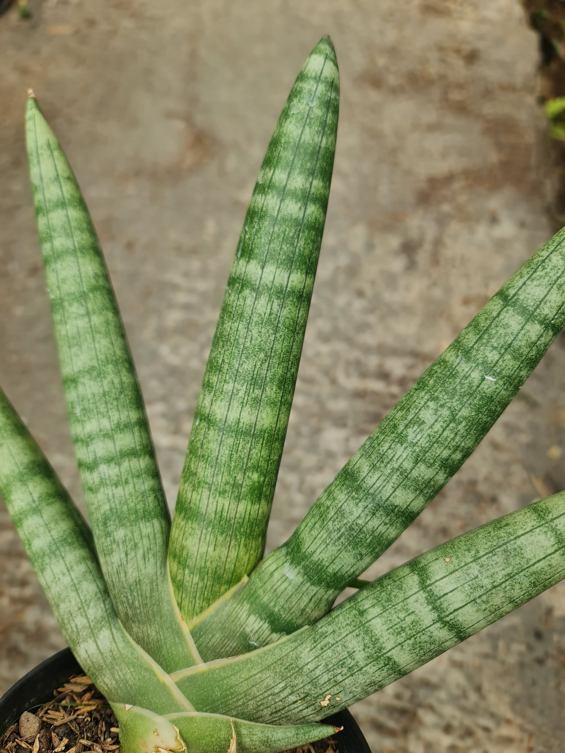2324. Sansevieria Boncel Pot 15 - Image 2