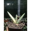 1873. Sansevieria Boncel Silver Variegated