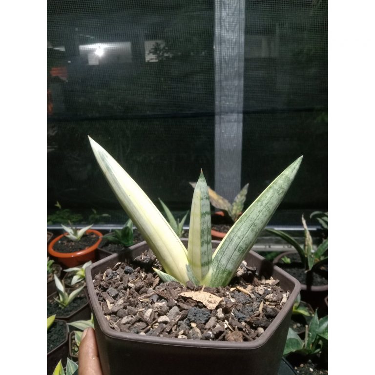 1873. Sansevieria Boncel Silver Variegated