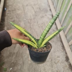 1538. Sansevieria Boncel Variegated size 14 cm