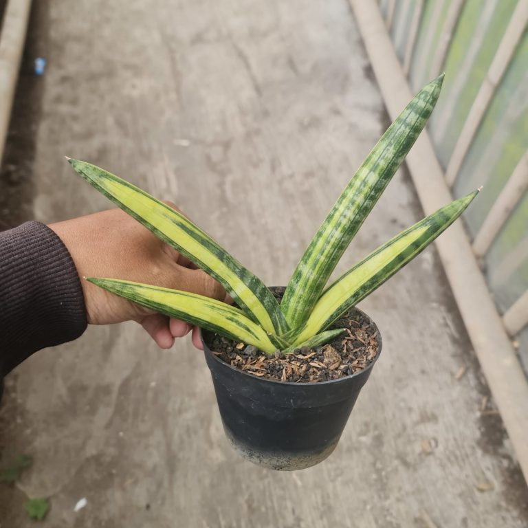 1538. Sansevieria Boncel Variegated size 14 cm