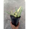 2183. Sansevieria Boncel Varigated Cluster