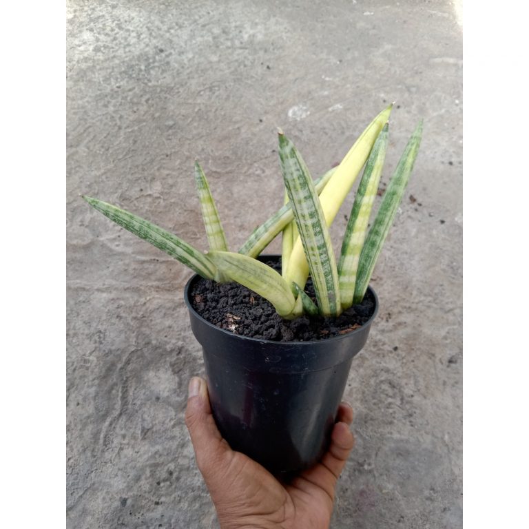 2183. Sansevieria Boncel Varigated Cluster