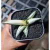 1975. Sansevieria Boncel White Solid Variegated