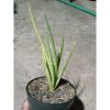 1890. Sansevieria Bonloutorch Variegated