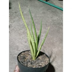 1890. Sansevieria Bonloutorch Variegated
