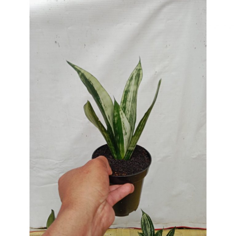 2089. Sansevieria Brazilian Black Pattern