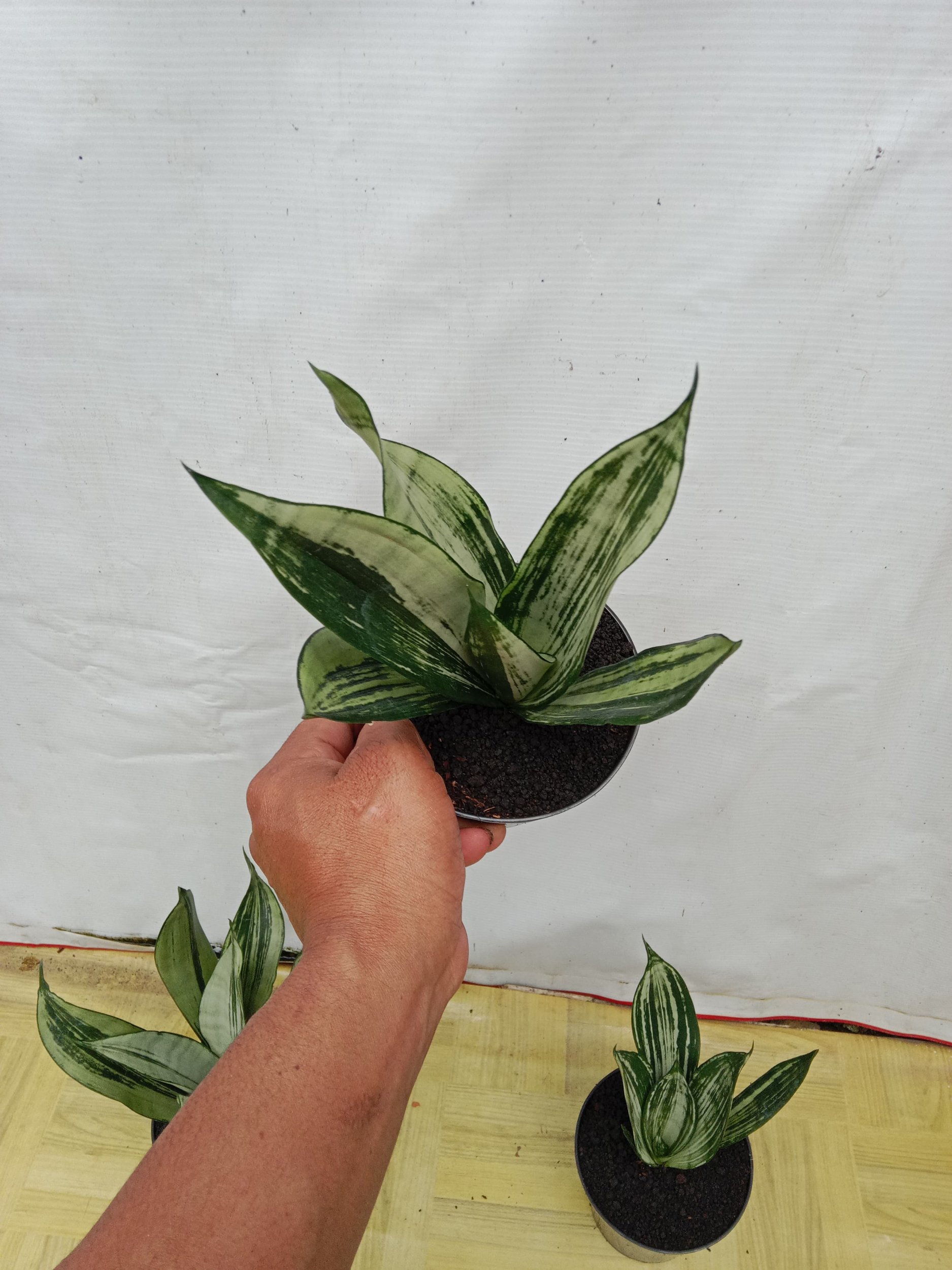 2089. Sansevieria Brazilian Black Pattern - Image 2